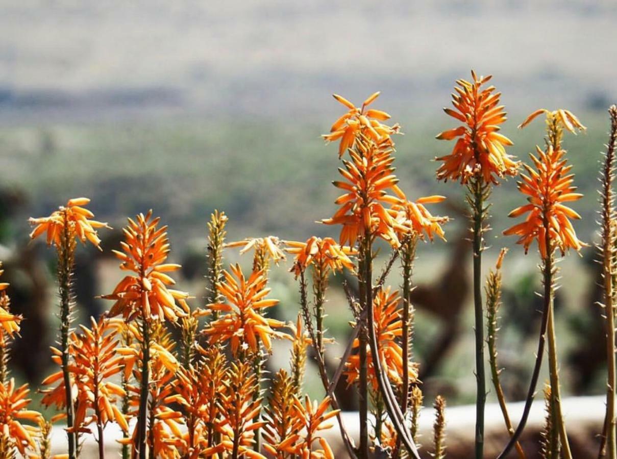 Cortijo El Paraiso Los Escullos Εξωτερικό φωτογραφία